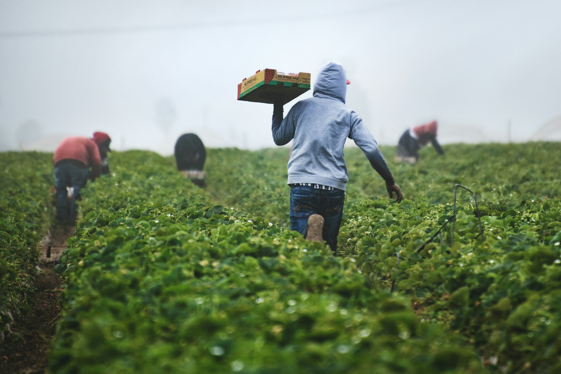 Africa’s Agricultural Future: Key Trends to Watch